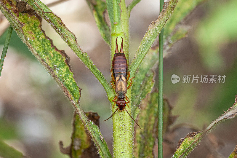 耳孔虫(Forficula auricularia)，普通蠼螋。